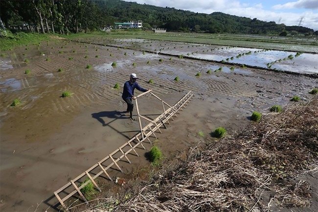 Philippines giảm thuế gạo nhập khẩu giúp hạ nhiệt lạm phát trong nước (10/07/2024)